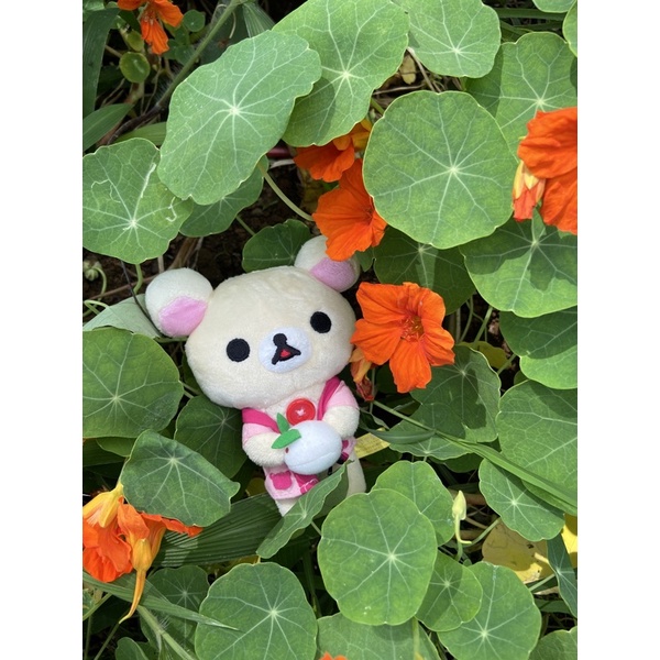 boneka rilakkuma ori san x