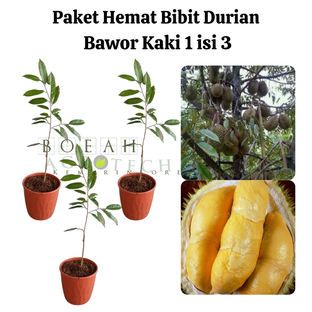 Paket Hemat Bibit Durian Bawor Kaki 1 Isi 3 Bonus Bibit Strawberry+Polibag