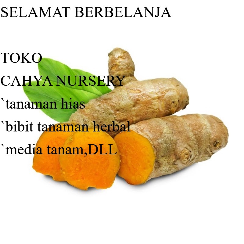

PROMO Temulawak segar 500gram temu lawak umbi basah