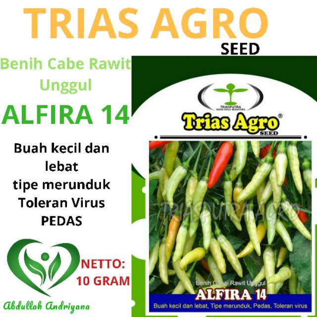 Benih Cabe Rawit Putih ALFIRA 14 isi 10 Gram Produk TRIAS AGRO