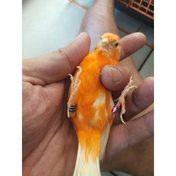 kenari merlok remaja jantan