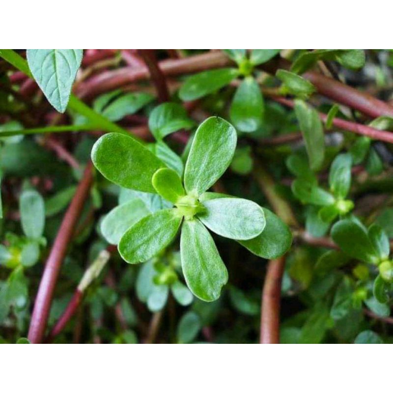 

DAUN KEROKOT per 500gram