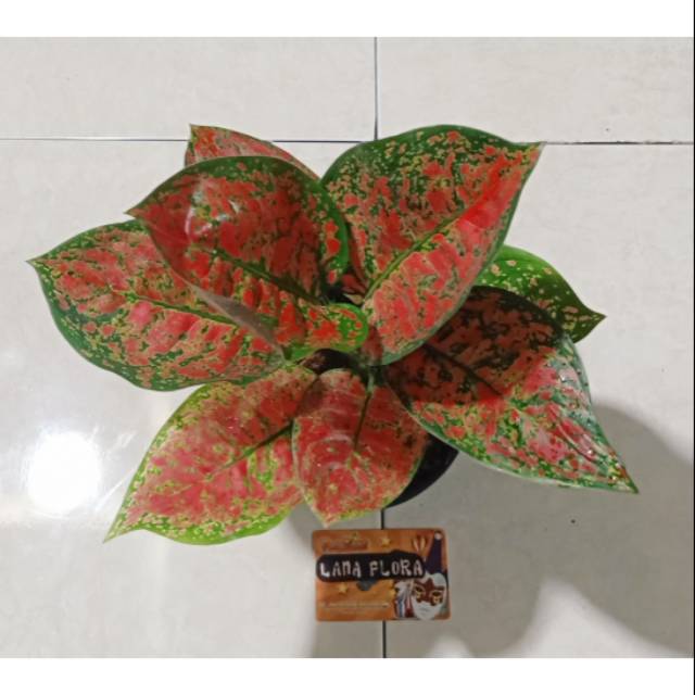  Red  Spider  Tanaman Hias Aglaonema  Aglonema  Shopee 