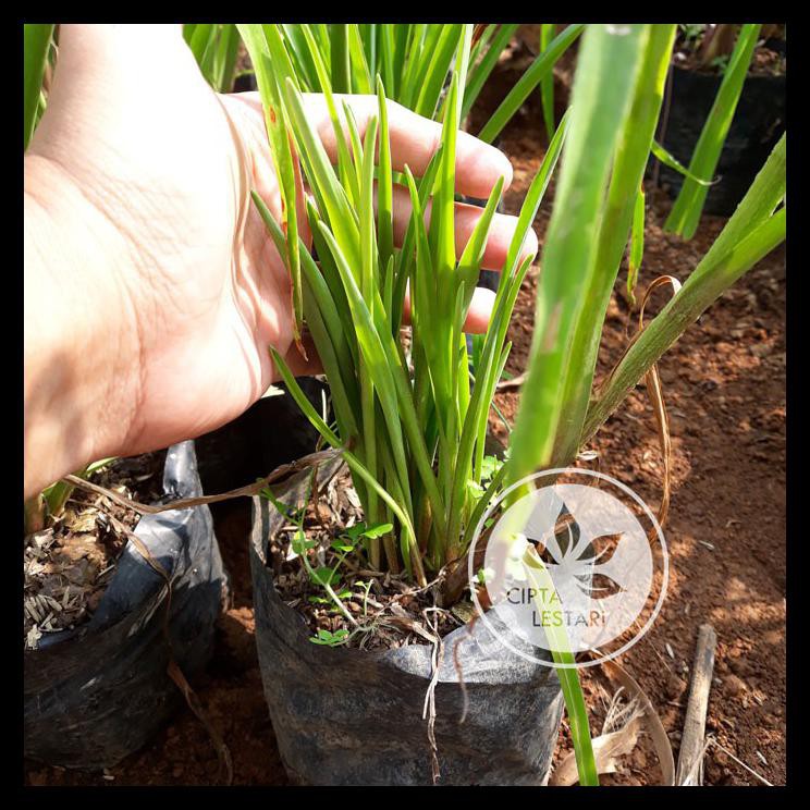 Bibit Sedap Malam Putih Pohon Sedap Malam Bunga Sedap Malam