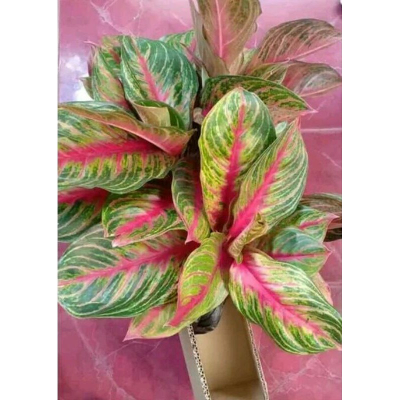 Jual Tanaman Hias Indoor Berdaun Indah Aglonema Red Borju Shopee Indonesia