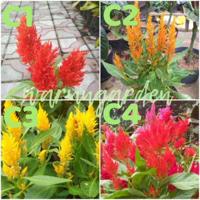 CELOSIA