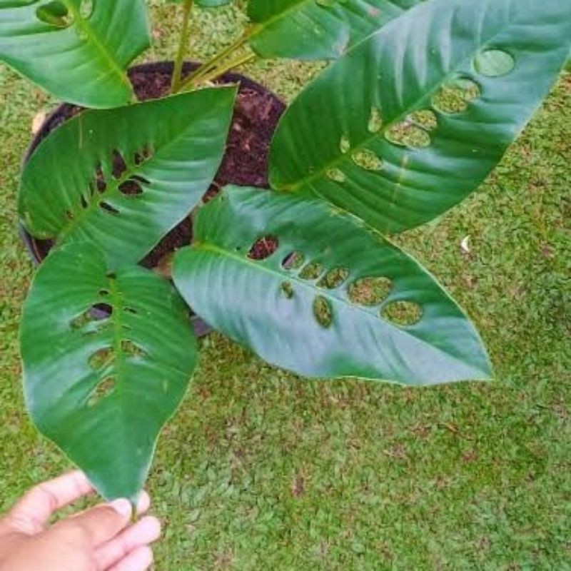 Tanaman Hias Duda Bolong