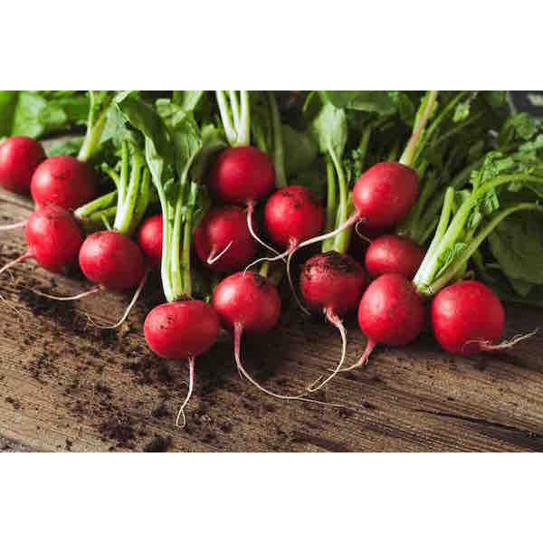 Benih-Bibit Lobak/Radish Cherry Belle (Haira Seed)