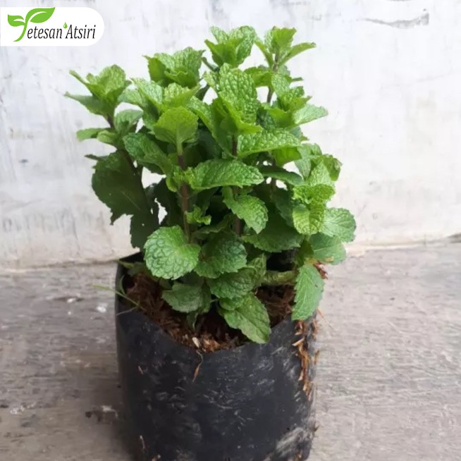 250ml minyak atsiri mint peppermint murni peppermint pure essential oil 100% tanpa campuran