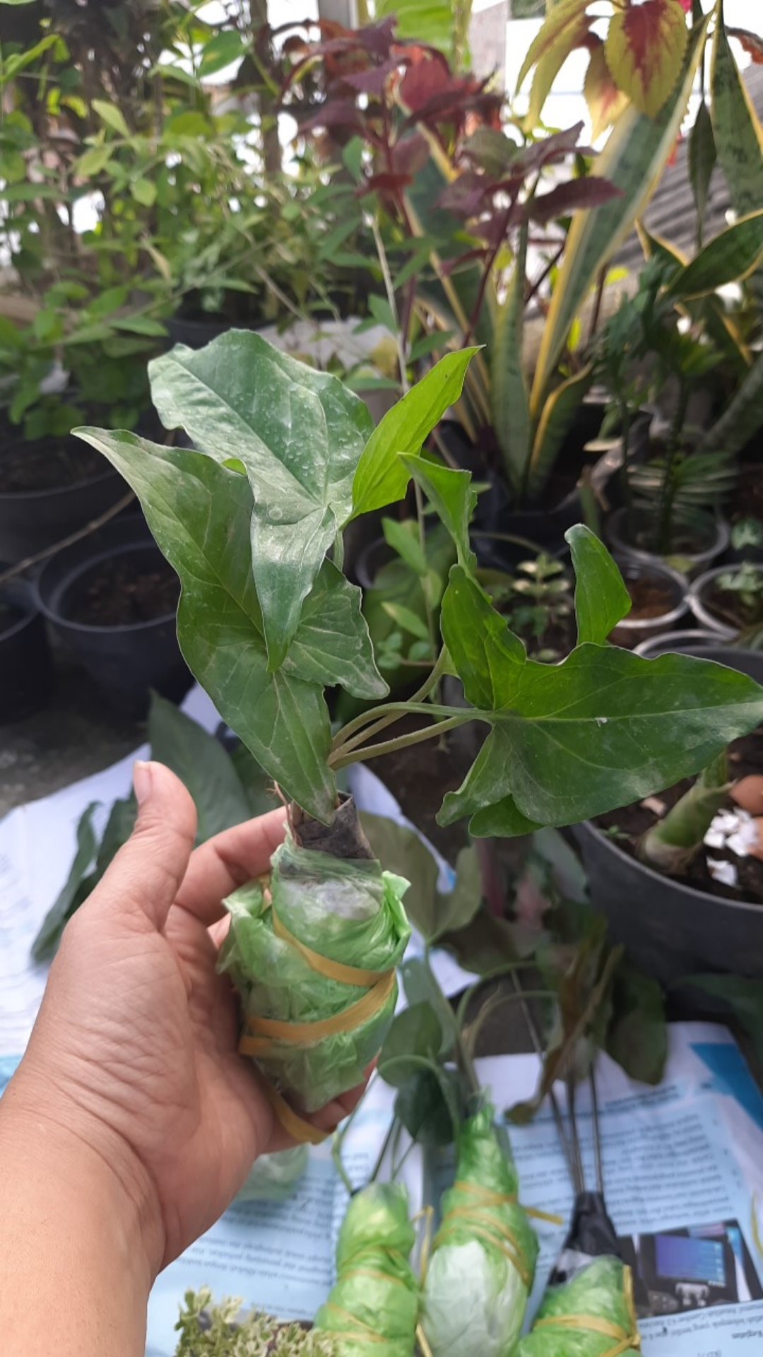 Singonium.. Green Mojito