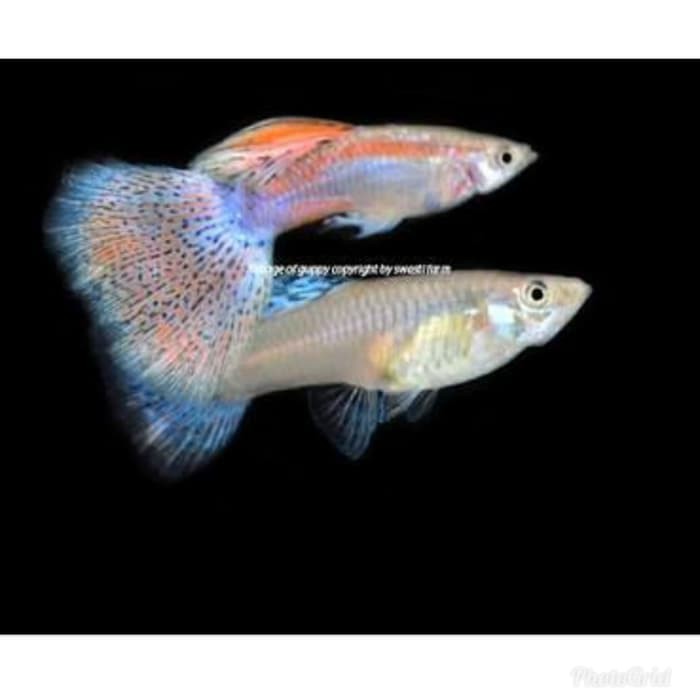 

Promo ikan hias Guppy red grass pasangan Murah
