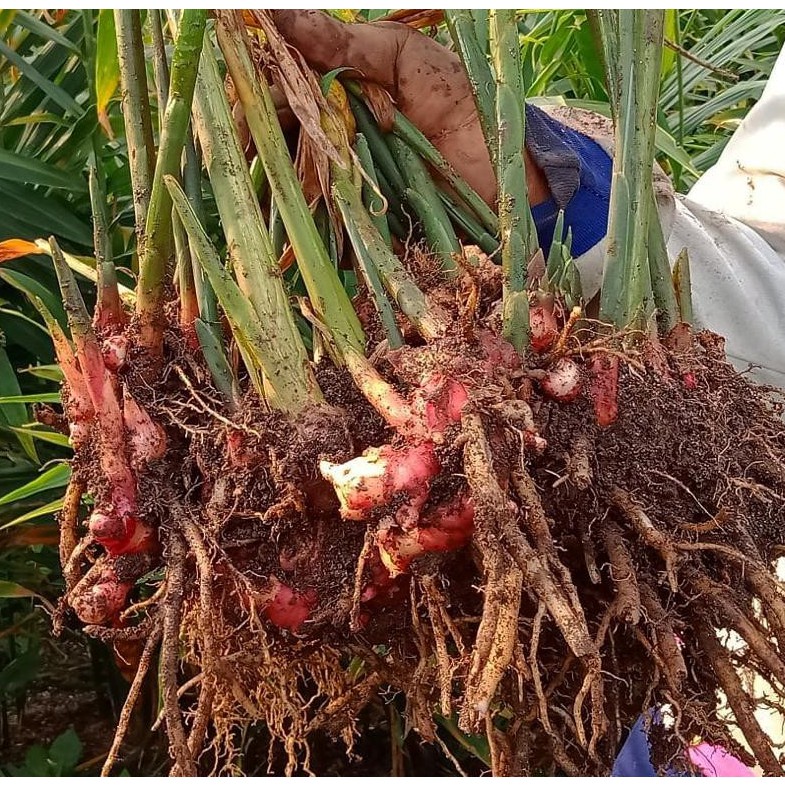 

Tukumurah - Jahe Segar 500 Gram