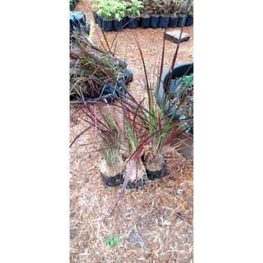 tanaman ekor kuda merah/Alang Alang ekor kuda merah/tanaman hias ekor kuda