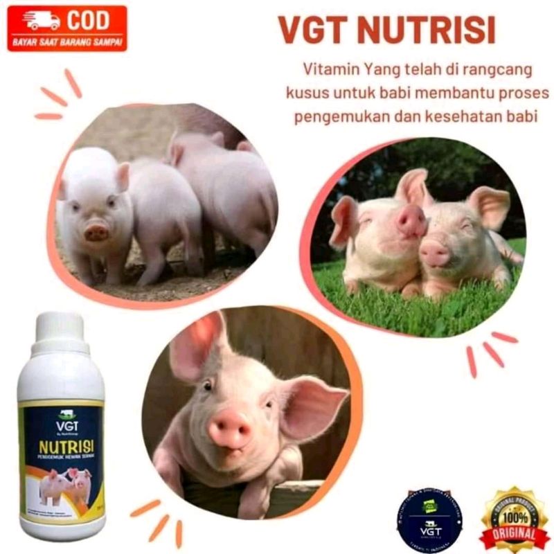 VGT nutrisi Babi vitami Babi Penggemuk Babi probiotik Babi Ternak Babi