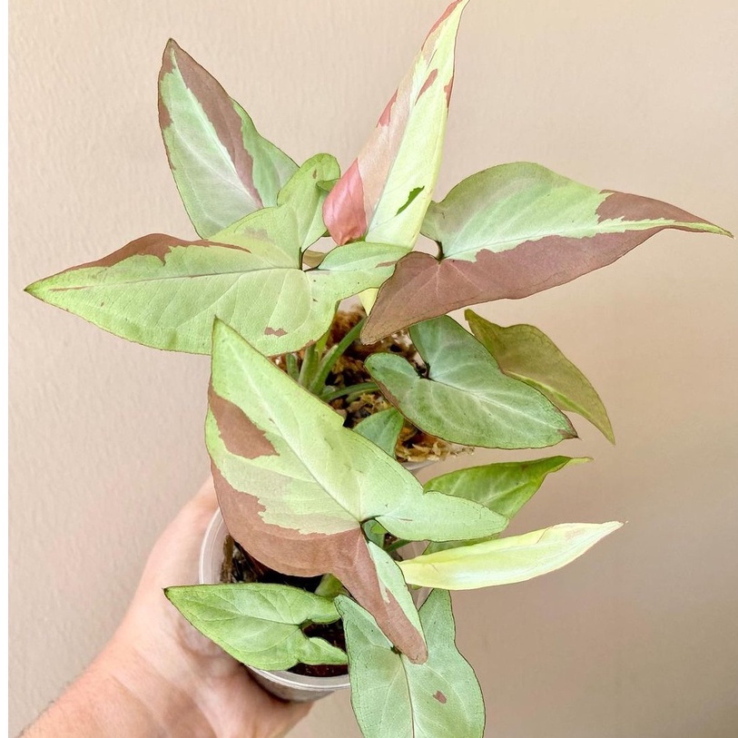 Syngonium Strawberry Milk Singonium Tanaman Syngonium Anakan Tanaman Hias Indoor Tanaman Bibit Syngo