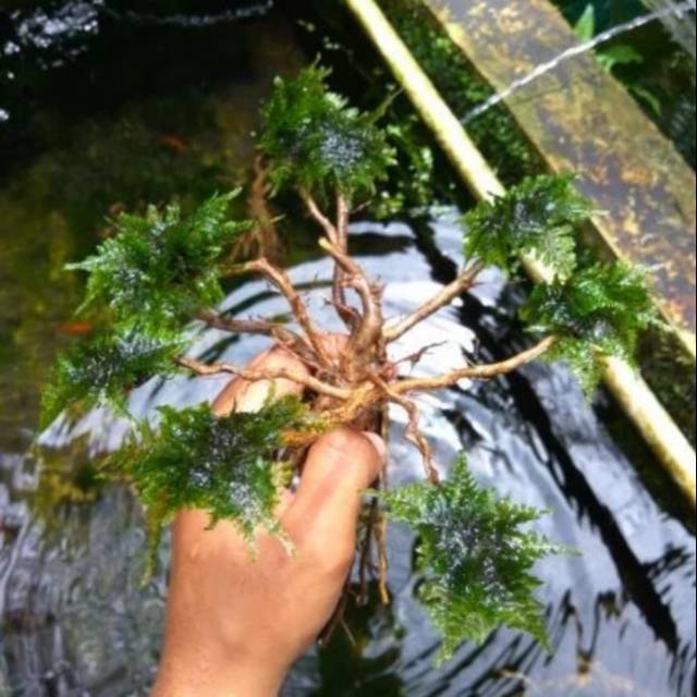 Tanaman bonsai aquascape