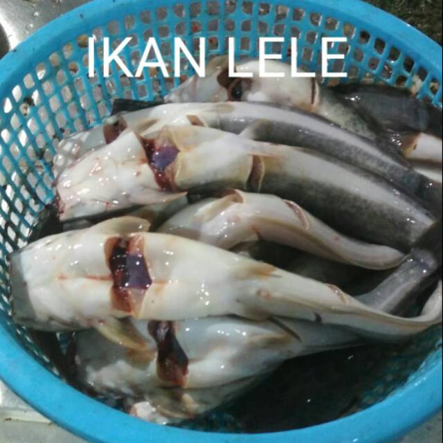 

Ikan lele segar