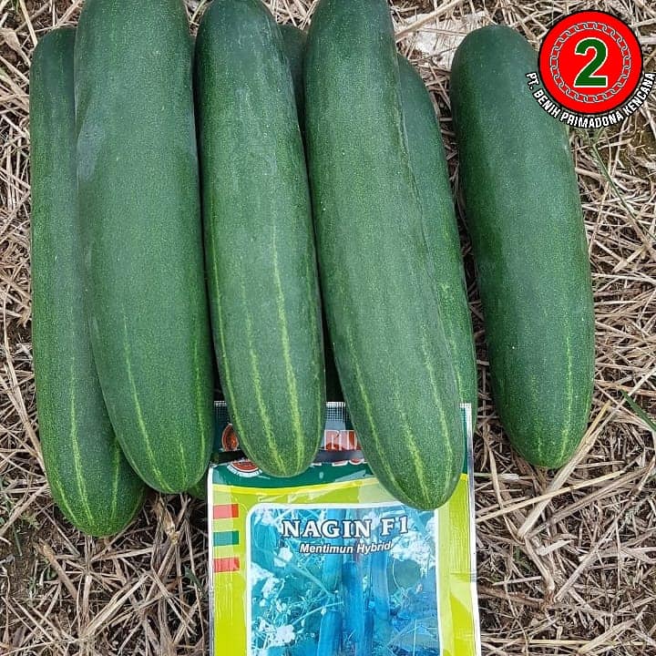 Benih timun hijau Nagin F1 Bibit Timun Benih Unggul Berkualitas Benih Tahan Virus Nagin F1
