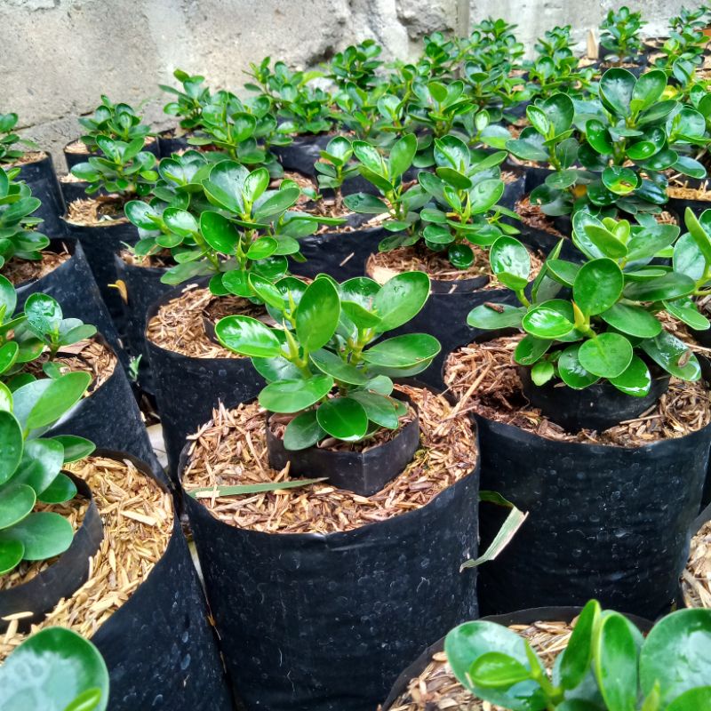 Bibit Tanaman Hias Bahan Bonsai Ficus Dolar Mangkok