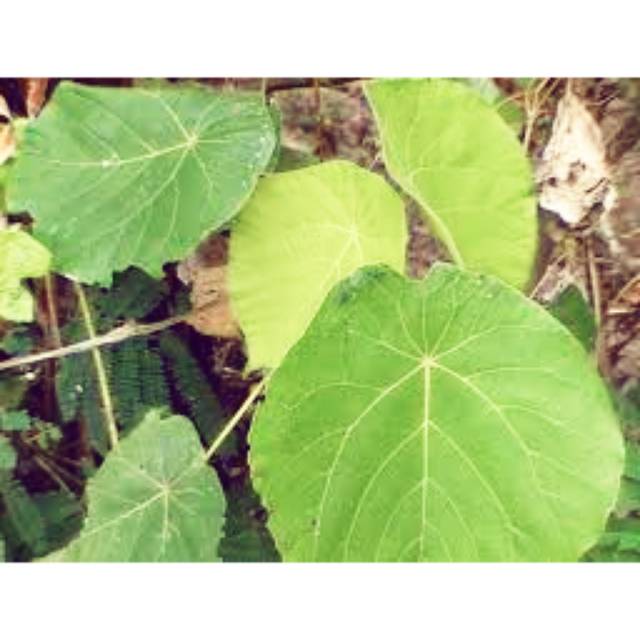 

Daun waru segar 500 gr
