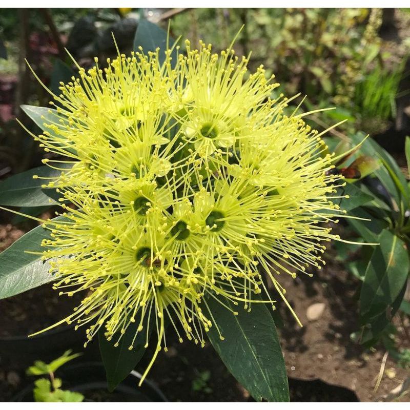 Bibit Tanaman hias bunga santos lemon kuning - pohon bunga santos lemon