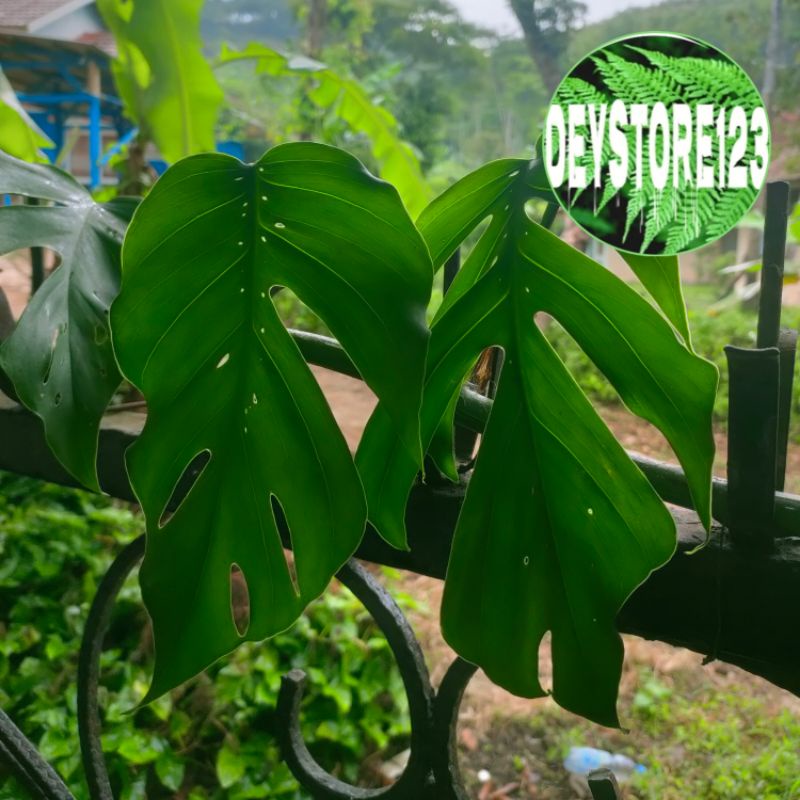 

Jual daun ekor naga segar per kg