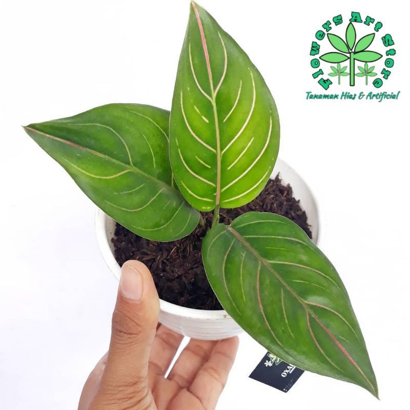 Tanaman Hias Aglonema Rotundum - Aglonema rotundum hijau - Aglonema murah