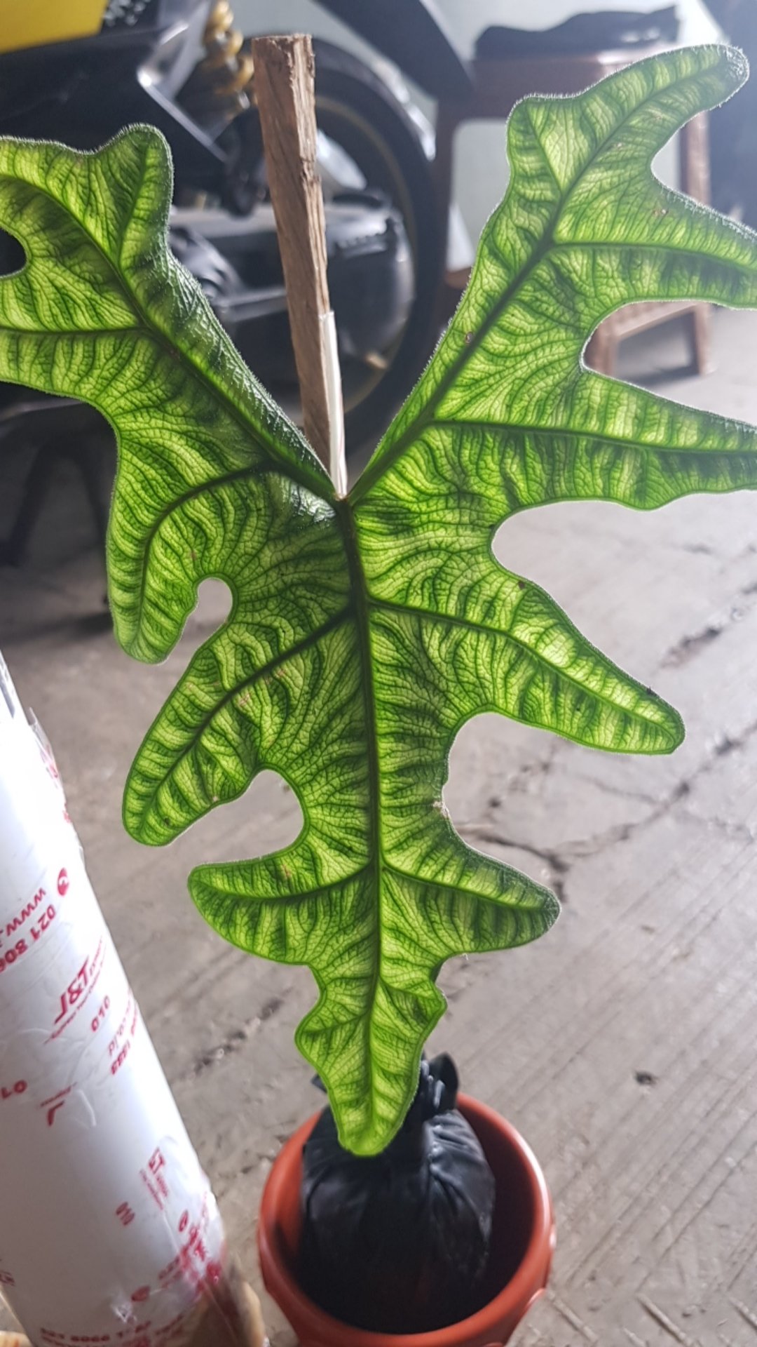 Alocasia Jacklin