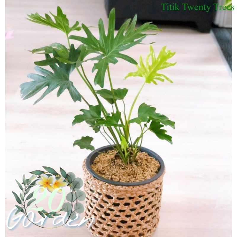 tanaman philodendron selloum philo jari / Tanaman hias hidup / tanaman hias / tanaman gantung / tanaman hias gantung / tanaman hias murah / tanaman hias hidup murah / pohon hias