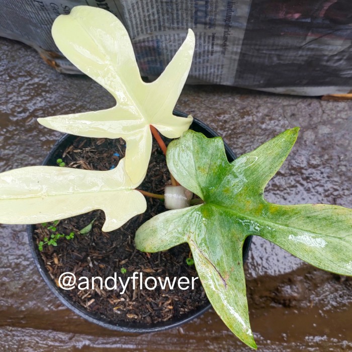 philodendron florida ghost