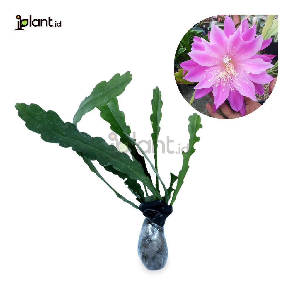 Wijaya Kusuma California Pink