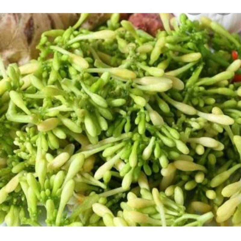 

BUNGA PEPAYA / KEMBANG PEPAYA SEGAR LANGSUNG PETIK