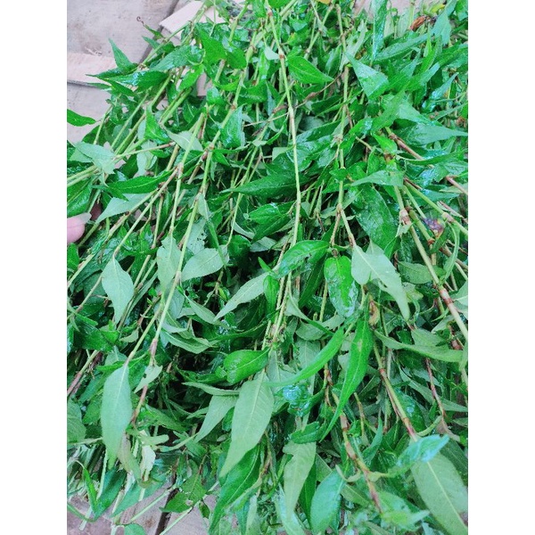 daun kesum segar fresh 500 gram