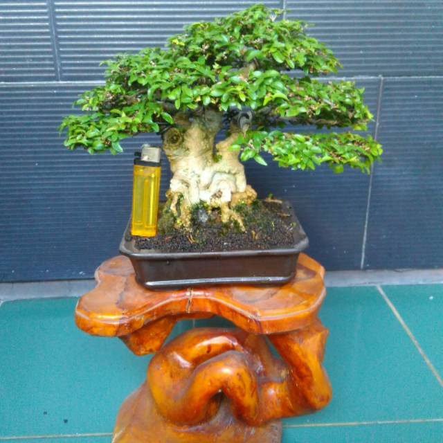 Bonsai mame anting putri mikro siap kontes kelas mame madya