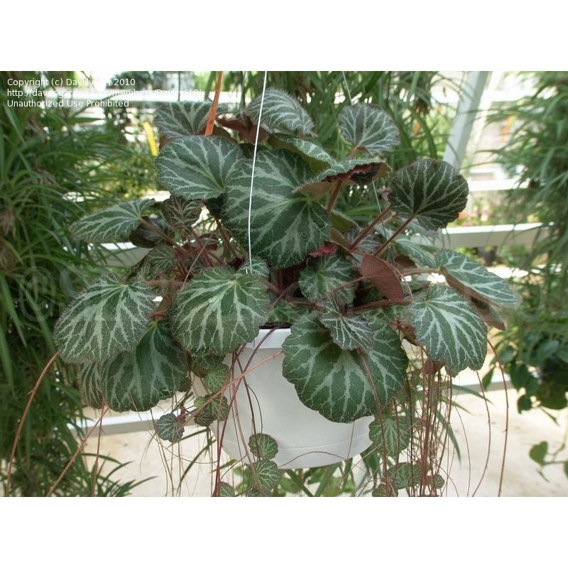 Begonia Strawbery - Bunga Gantung - Tanaman Hias Begonia