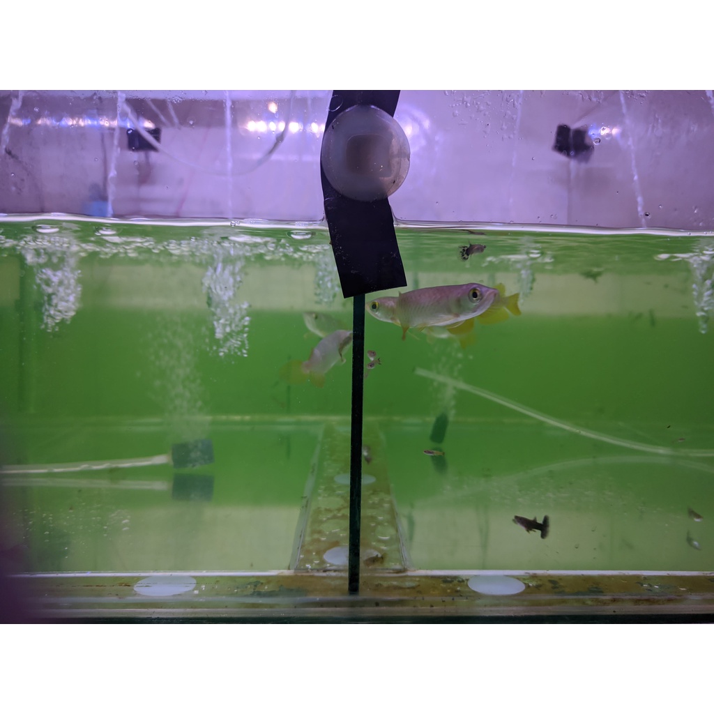 Golden red RTG / HB UK 9 10 CM