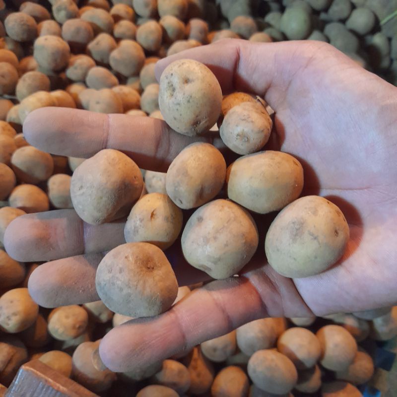 

Baby potato/kentang rendang 1 Kg.