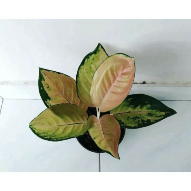 aglonema sultan brunei(anakan daun 1-2)