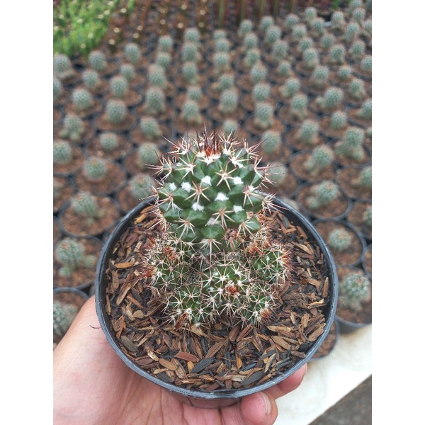 

mammilaria foburnensis cluster