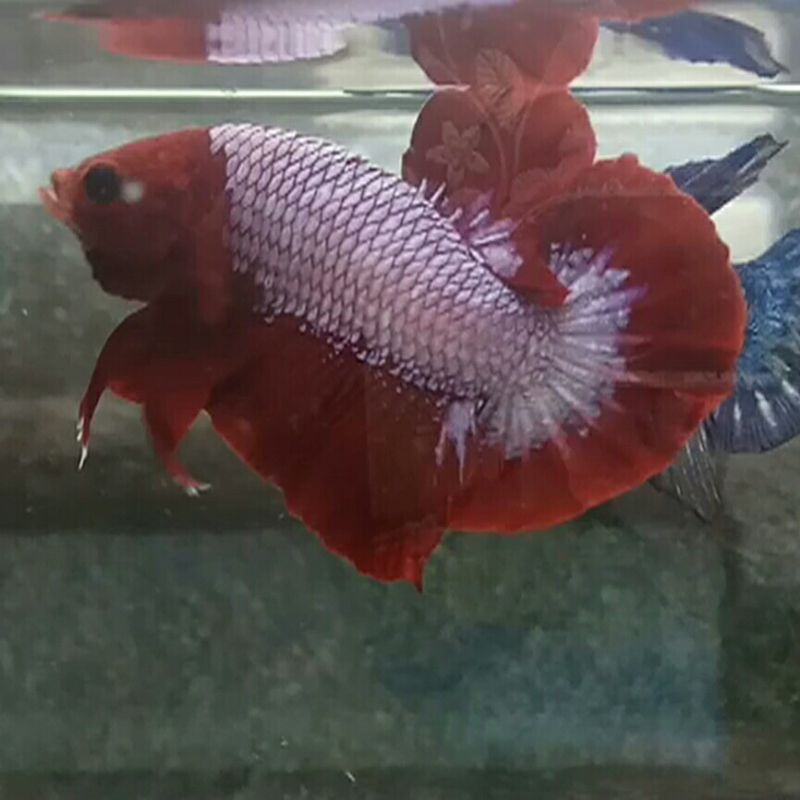 Hellboy Bold Series Size Indukan