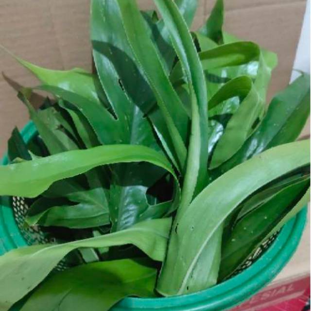 

herbal daun ekor naga segar / ikat 300 grm