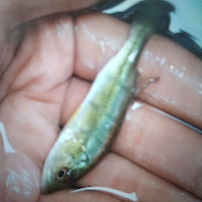 Pbass Orinoco Pure 7-8cm