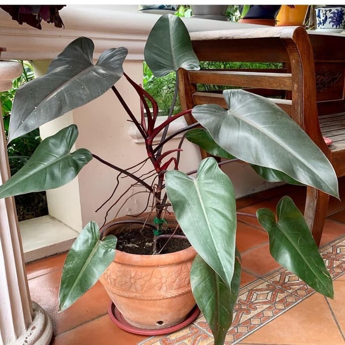 tanaman hias philodendron Black majesty - Philodendron Black emerald