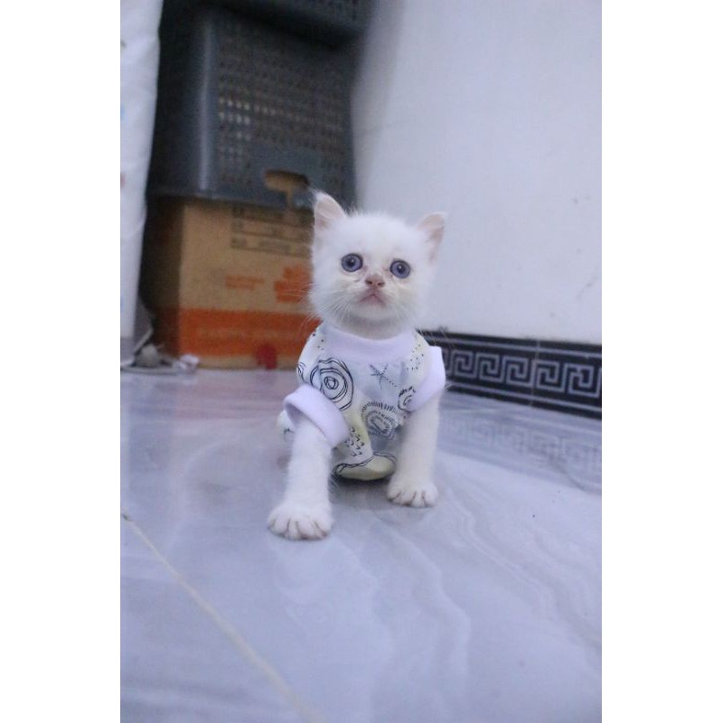 kaos rumahan motif daun abstrak lucu untuk kucing model terlengkap / baju kucing murah size S M L XL