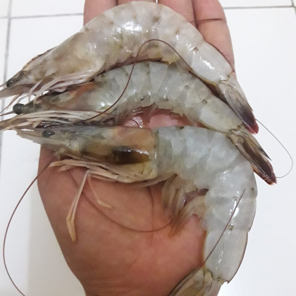 Udang Vaname Segar Size Besar Segar Kiloan / Udang Vanami