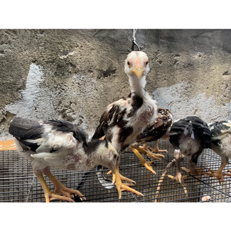 Ayam Pakhoy Asli Full Brakot Original