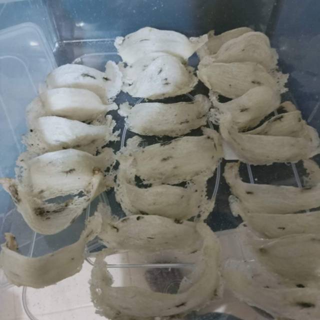 Sarang burung walet belum bersih