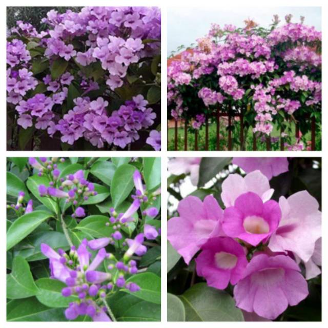 Bibit stek tanaman garlic vine stepanot ungu mansoa alliacea

tanaman rambat pergola aglaoneman