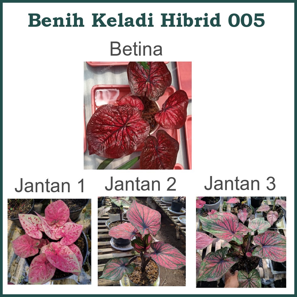 Benih Biji Bibit Keladi Hibrid 005 Keladi Hias Caladium