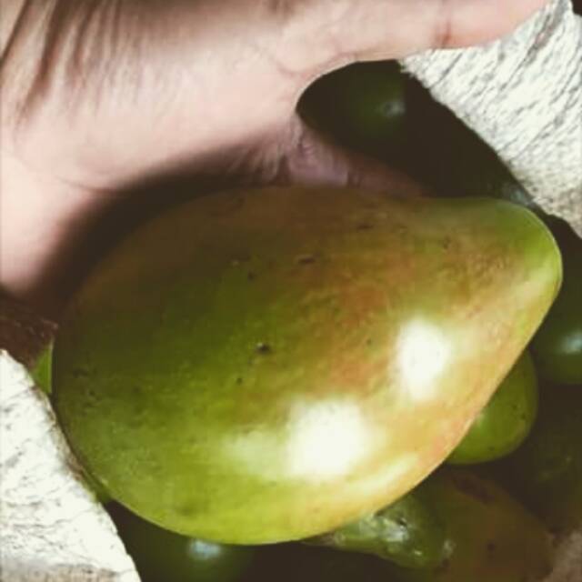 

alpukat mentega